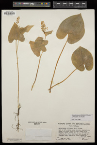 Maianthemum dilatatum image