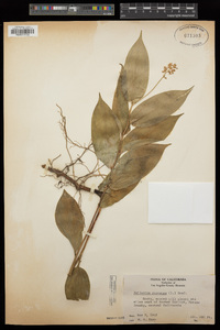 Maianthemum racemosum image