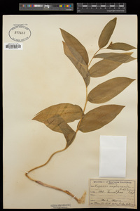 Maianthemum racemosum subsp. amplexicaule image