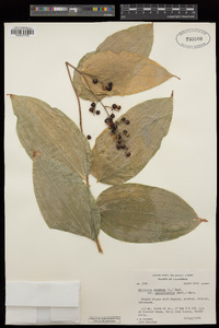 Maianthemum racemosum subsp. amplexicaule image