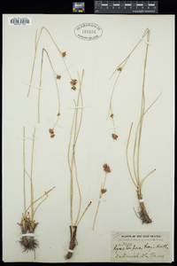 Rhynchospora grayi image