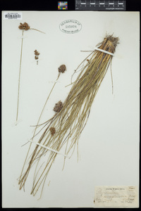 Rhynchospora plumosa image