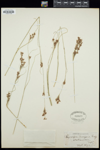 Rhynchospora torreyana image