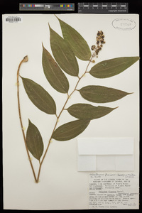 Maianthemum flexuosum image