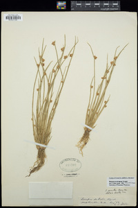 Scirpus purshianus image
