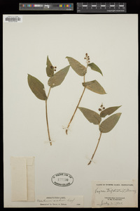 Vagnera trifolia image