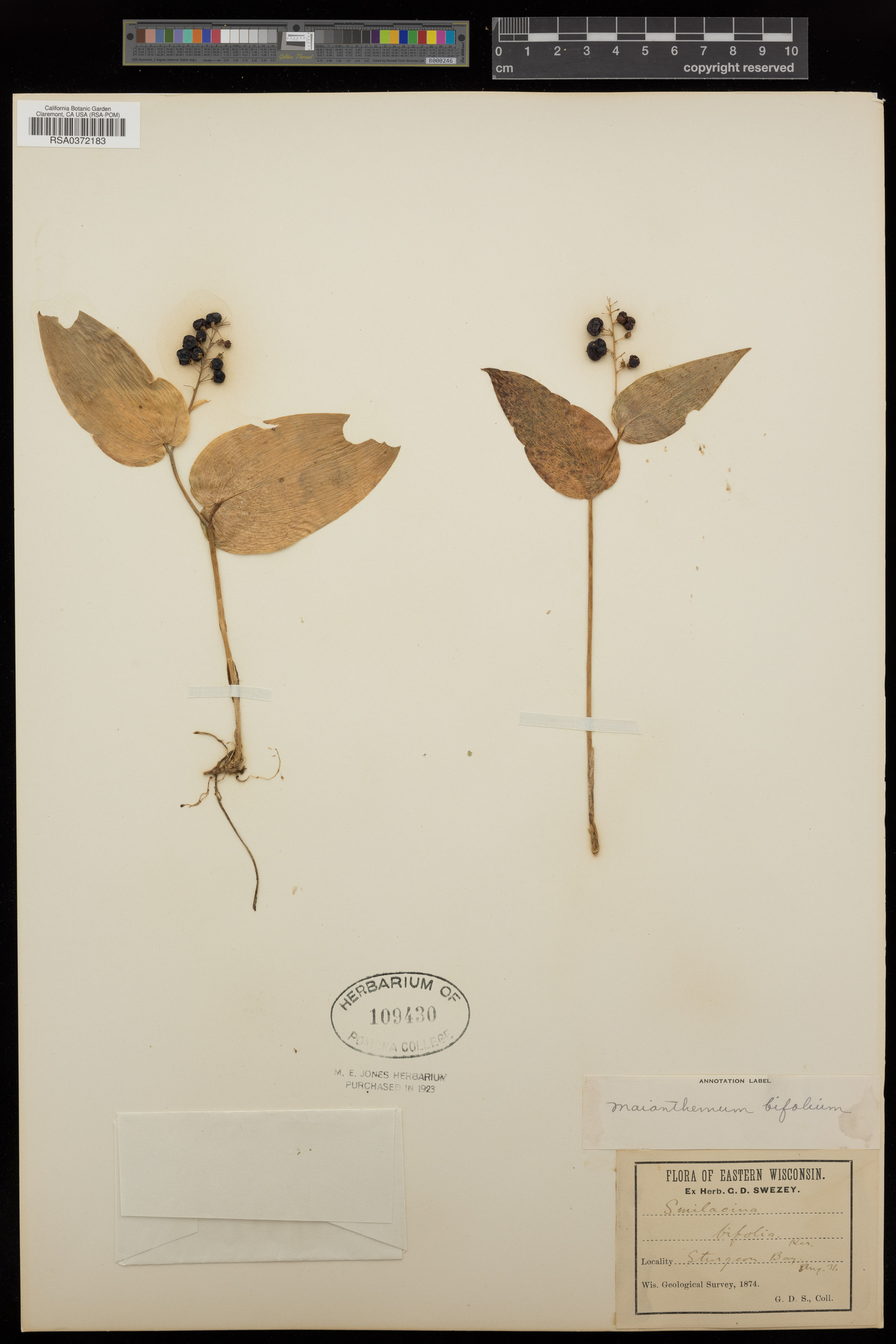 Smilacina bifolia image