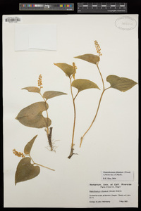 Maianthemum dilatatum image