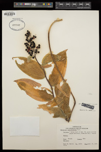 Maianthemum racemosum subsp. amplexicaule image