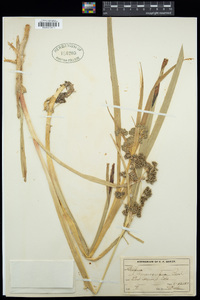 Scirpus microcarpus image