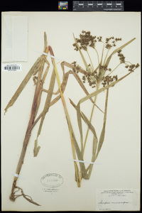 Scirpus microcarpus image