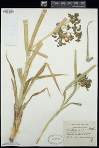 Scirpus microcarpus image