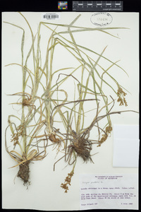 Scirpus pendulus image