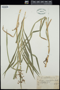 Scirpus polyphyllus image