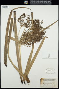 Scirpus sylvaticus image