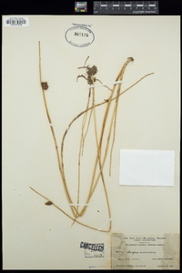 Schoenoplectus americanus image