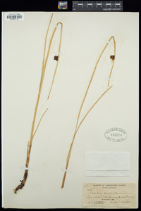 Schoenoplectus americanus image