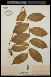 Maianthemum racemosum subsp. racemosum image