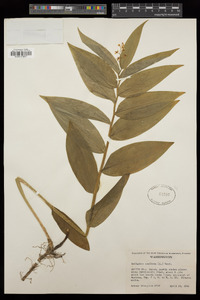 Maianthemum stellatum image