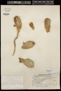 Opuntia polyacantha image