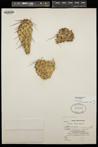 Opuntia polyacantha image