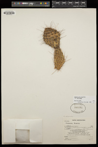 Opuntia polyacantha image