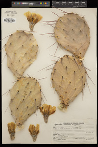 Opuntia macrocentra var. macrocentra image