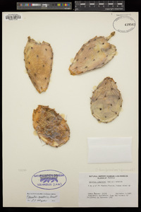 Opuntia humifusa image