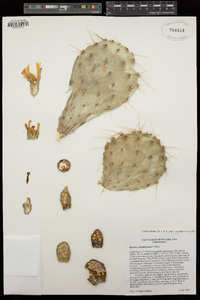 Opuntia × charlestonensis image