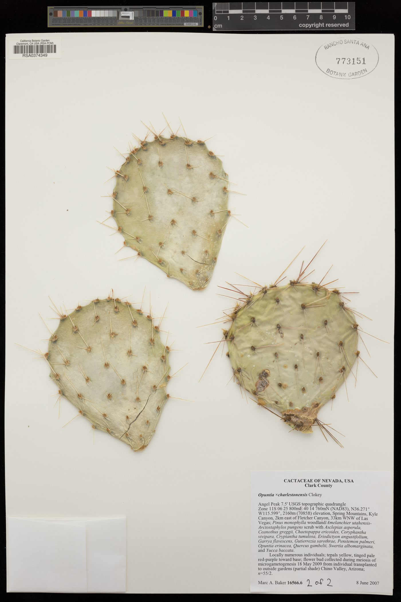 Opuntia × charlestonensis image