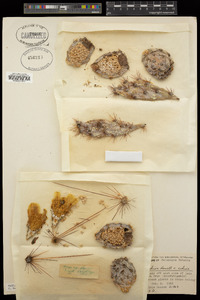 Opuntia galapageia image