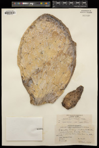 Opuntia galapageia image
