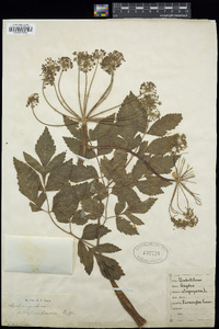 Angelica atropurpurea image