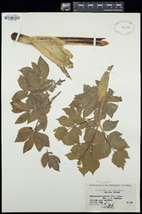 Angelica lucida image