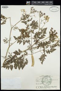 Conium maculatum image