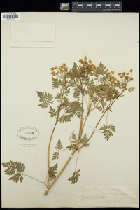 Conium maculatum image