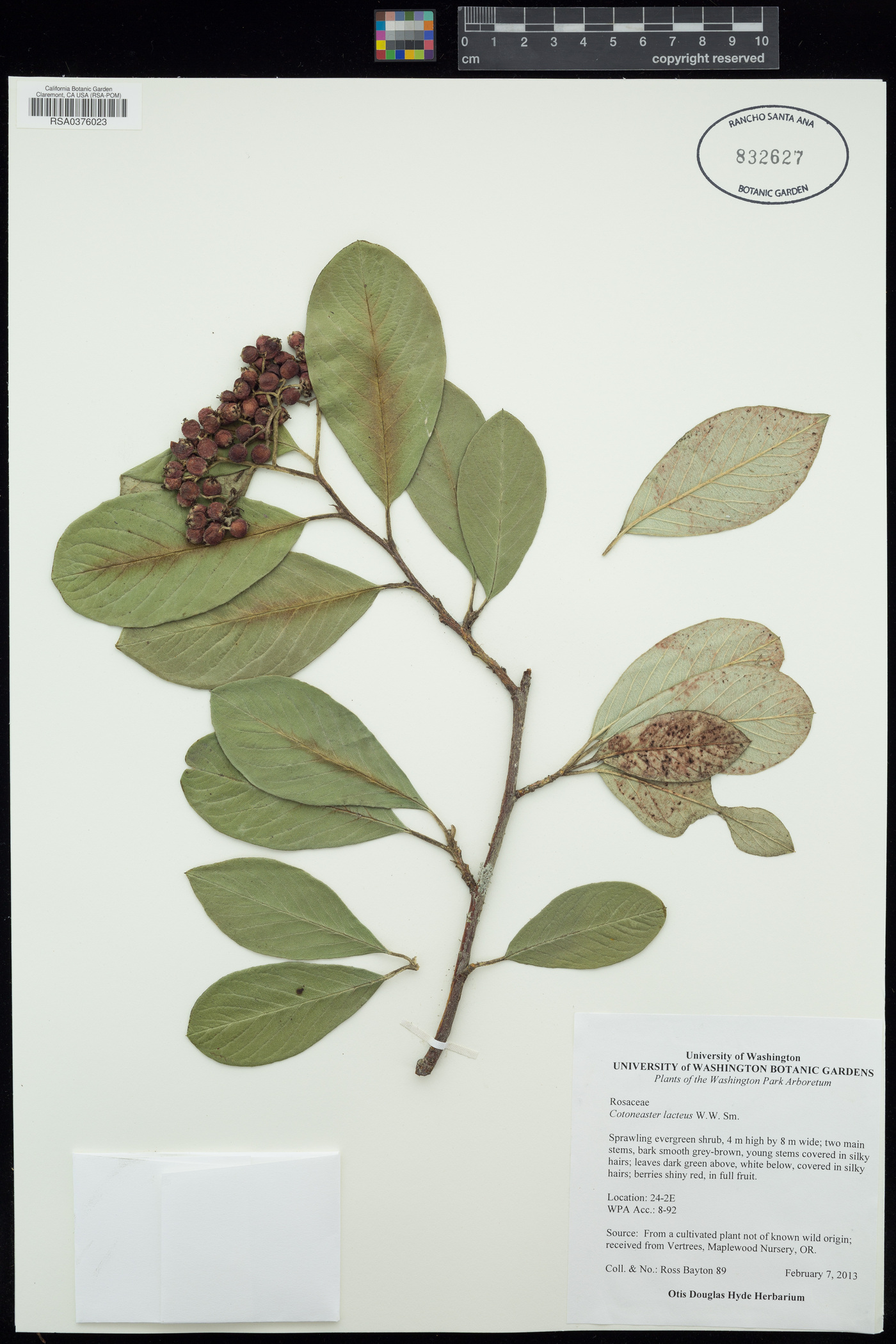 Cotoneaster lacteus image