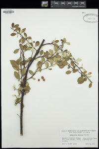 Cotoneaster pannosus image