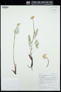 Pseudocymopterus montanus image