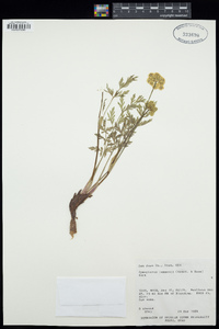 Cymopterus lemmonii image
