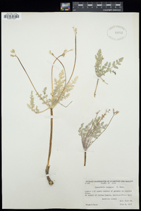 Cymopterus longipes image