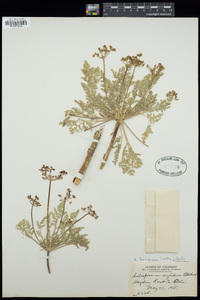 Cymopterus longipes image