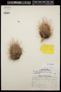 Sclerocactus parviflorus image