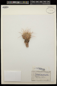 Sclerocactus whipplei var. whipplei image