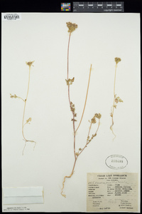 Daucus pusillus image