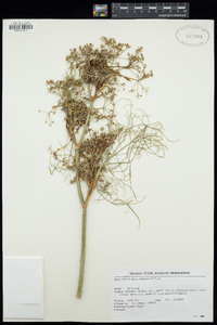 Foeniculum vulgare image