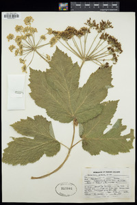 Heracleum maximum image