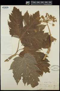 Heracleum maximum image