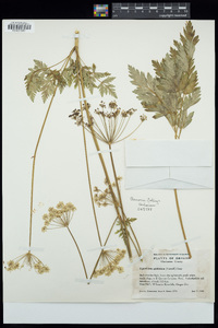 Ligusticum apiifolium image