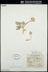 Cymopterus purpurascens image